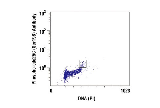 Flow Cytometry Image 1: Phospho-cdc25C (Ser198) Antibody