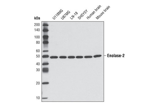 Western Blotting Image 1: Enolase-2 Antibody