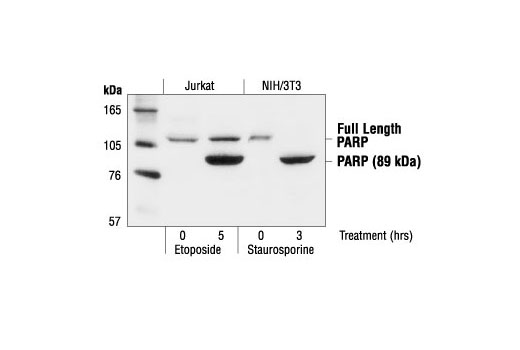 Parp Antibody Cell Signaling Technology