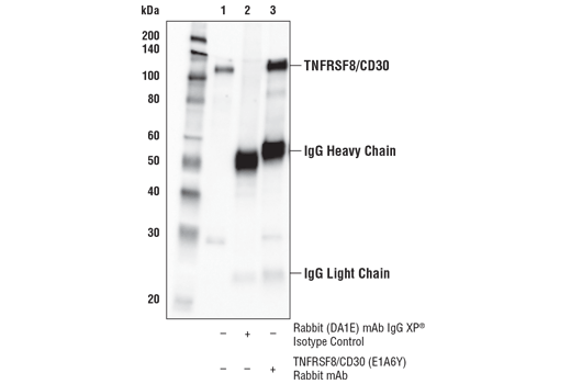 Immunoprecipitation Image 1: TNFRSF8/CD30 (E1A6Y) Rabbit mAb