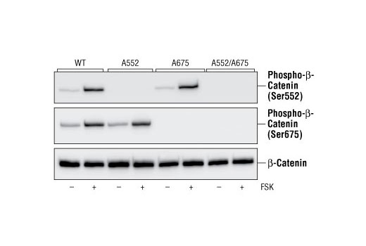 Western Blotting Image 2: Phospho-β-Catenin (Ser675) Antibody