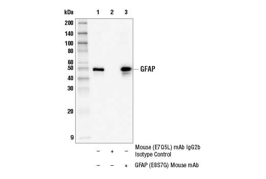 Immunoprecipitation Image 1: GFAP (E8S7G) Mouse mAb