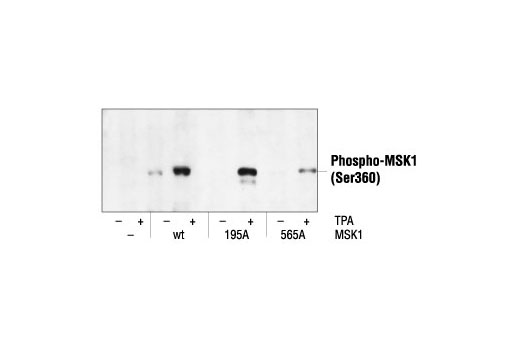 Western Blotting Image 1: Phospho-MSK1 (Ser360) Antibody