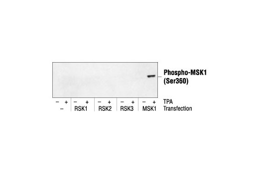 Western Blotting Image 2: Phospho-MSK1 (Ser360) Antibody