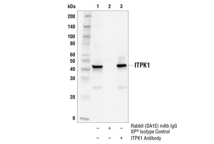 Immunoprecipitation Image 1: ITPK1 Antibody