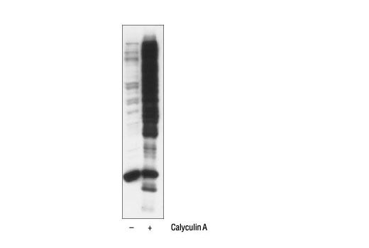 Western Blotting Image 2: Phospho-(Ser/Thr) Akt Substrate Antibody