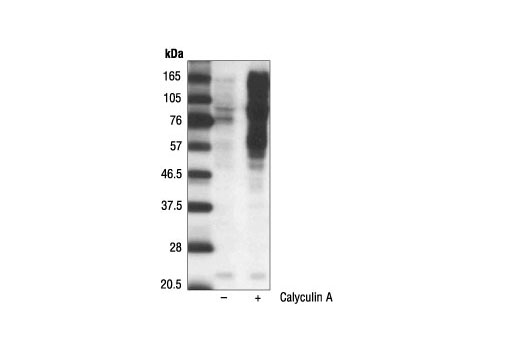 Western Blotting Image 1: Phospho-(Ser/Thr) Phe Antibody