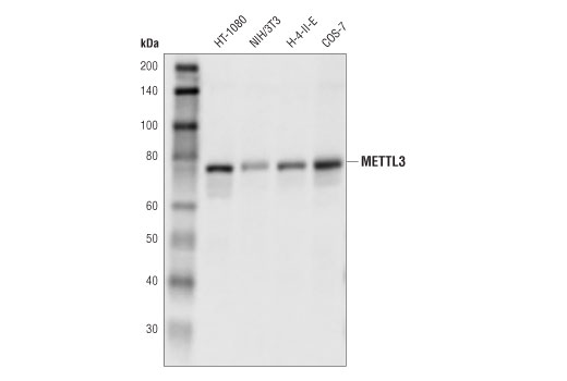  Image 6: N6-mA Methyltransferase Antibody Sampler Kit