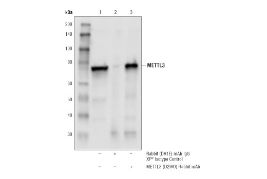 Immunoprecipitation Image 1: METTL3 (D2I6O) Rabbit mAb