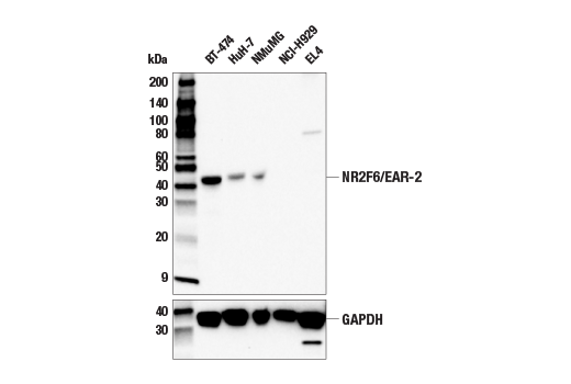 Western Blotting Image 1: NR2F6/EAR-2 Antibody