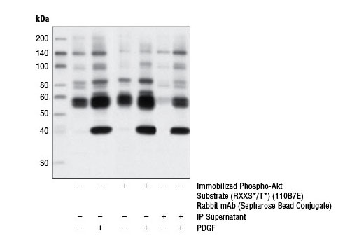 Immunoprecipitation Image 1: Phospho-Akt Substrate (RXXS*/T*) (110B7E) Rabbit mAb (Sepharose®Bead Conjugate)