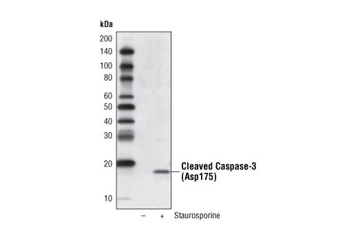 Western Blotting Image 1: Cleaved Caspase-3 (Asp175) (5A1E) Rabbit mAb (Biotinylated)