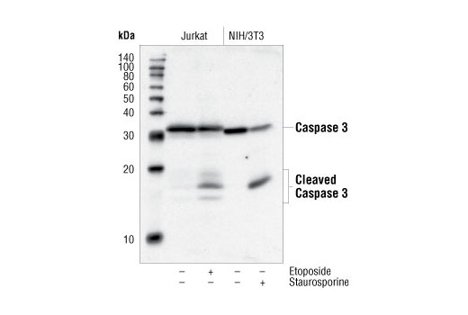 Western Blotting Image 2: Caspase-3 Antibody