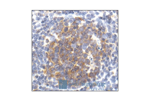 Immunohistochemistry Image 1: Caspase-3 Antibody