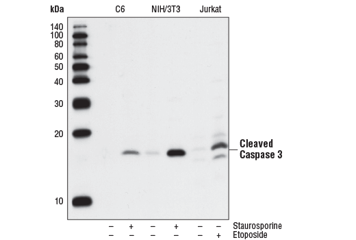 Western Blotting Image 1: Cleaved Caspase-3 (Asp175) (5A1E) Rabbit mAb