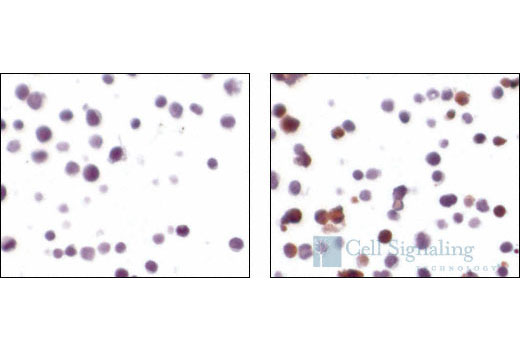  Image 6: PhosphoPlus® Caspase-3 (Cleaved, Asp175) Antibody Duet