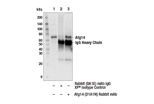  Image 9: PhosphoPlus® Atg14 (Ser29) Antibody Duet