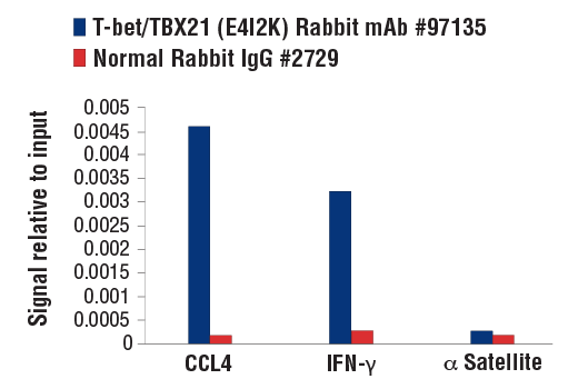 Chromatin Immunoprecipitation Image 1: T-bet/TBX21 (E4I2K) Rabbit mAb