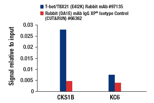 CUT and RUN Image 3: T-bet/TBX21 (E4I2K) Rabbit mAb