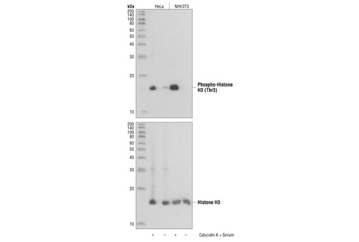 Western Blotting Image 1: Phospho-Histone H3 (Thr3) Antibody