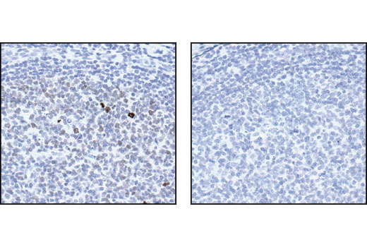  Image 22: Phospho-Histone H3 (Mitotic Marker) Antibody Sampler Kit