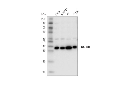 Western blot analysis of extracts from various cell lines using GAPDH (D4C6R) Mouse mAb.