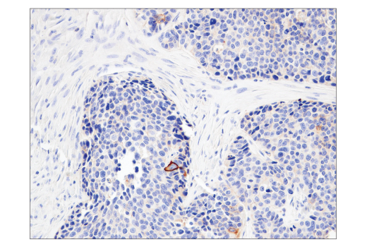 Immunohistochemistry Image 5: CD47 (D3O7P) Rabbit mAb (BSA and Azide Free)