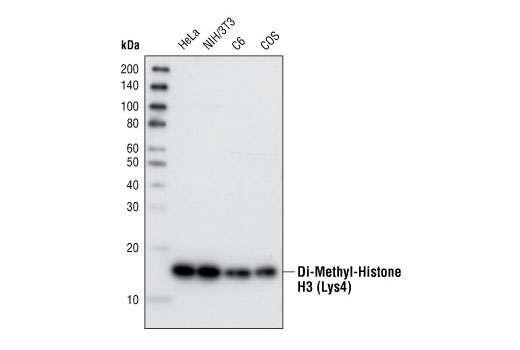  Image 10: Di-Methyl-Histone H3 Antibody Sampler Kit