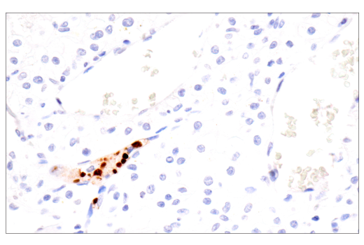  Image 19: NETosis Antibody Sampler Kit