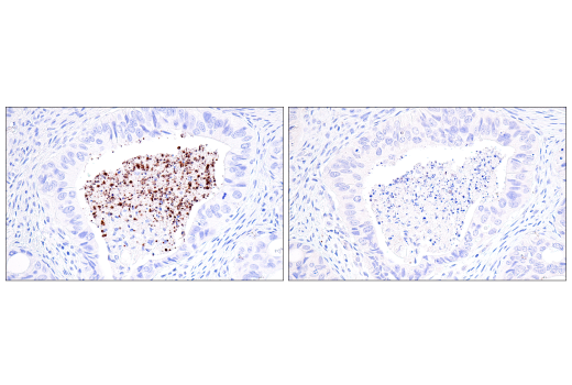  Image 36: NETosis Antibody Sampler Kit