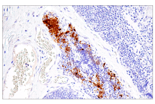  Image 30: NETosis Antibody Sampler Kit