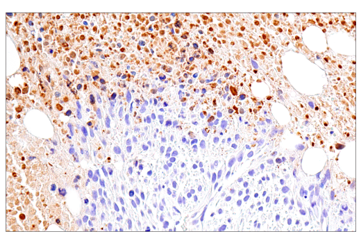  Image 34: NETosis Antibody Sampler Kit