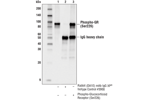 Immunoprecipitation Image 1: Phospho-Glucocorticoid Receptor (Ser226) (D9D3V) Rabbit mAb