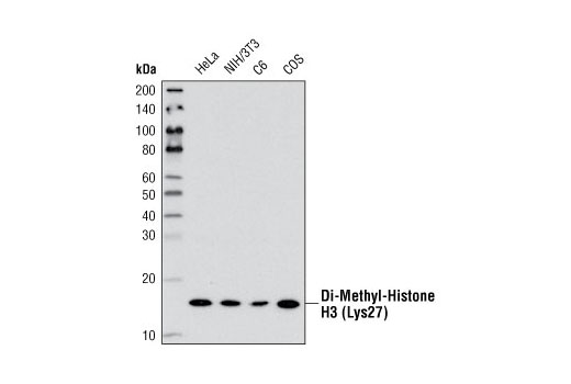  Image 14: Di-Methyl-Histone H3 Antibody Sampler Kit