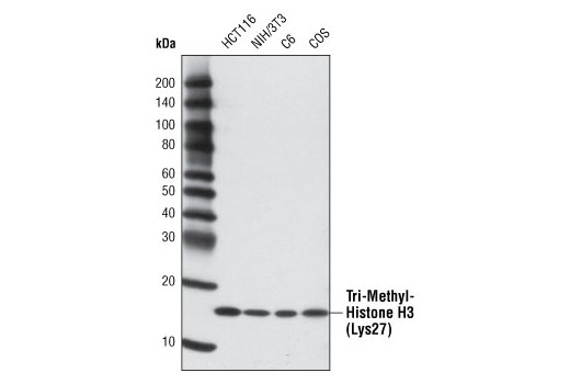 Western blot analysis of various cell lines using Tri-Methyl-Histone H3 (Lys27) (C36B11) Rabbit mAb.