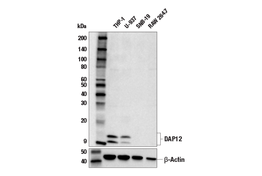  Image 10: Human TREM2 Activity Antibody Sampler Kit