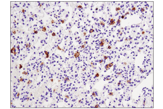  Image 39: Mouse Immune Cell Phenotyping IHC Antibody Sampler Kit