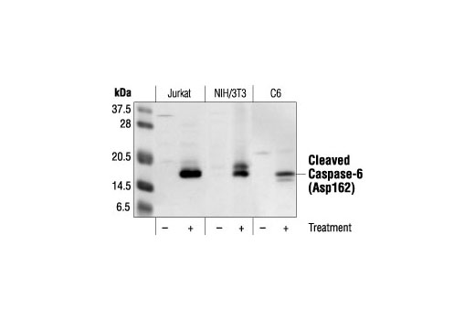 Western Blotting Image 1: Cleaved Caspase-6 (Asp162) Antibody