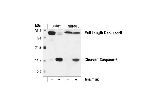 Western Blotting Image 1: Caspase-6 Antibody