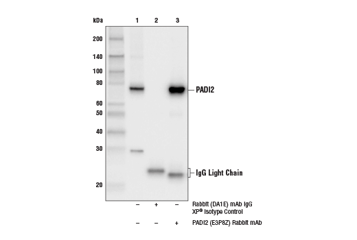 Immunoprecipitation Image 1: PADI2 (E3P8Z) Rabbit mAb