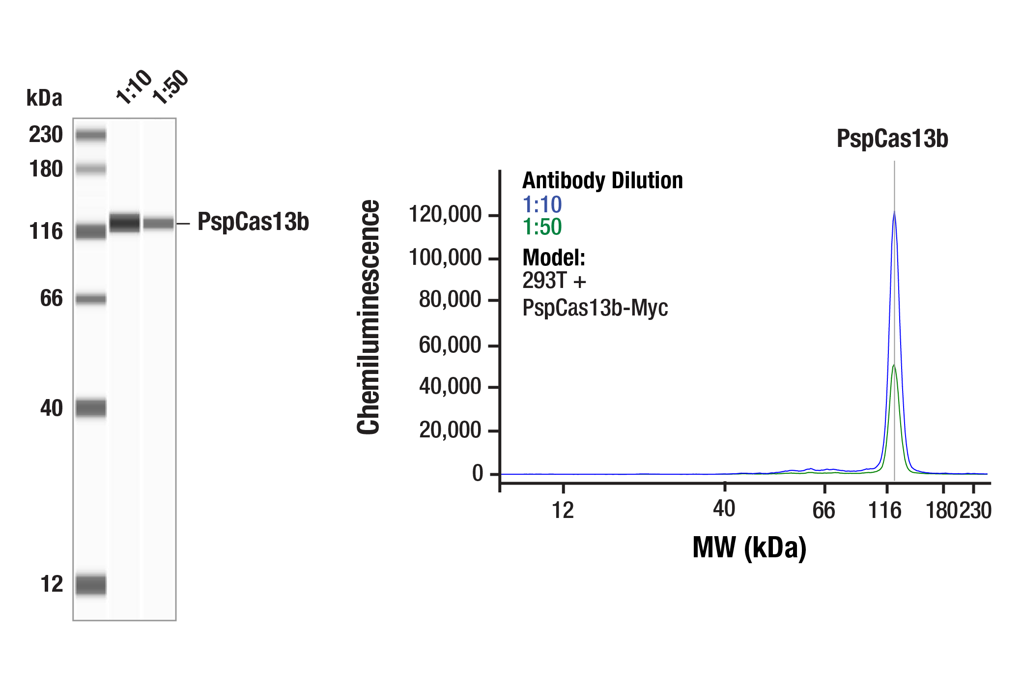 Western Blotting Image 1: PspCas13b (<i>Prevotella sp. P5–125</i>) (12F2-A10) Mouse mAb