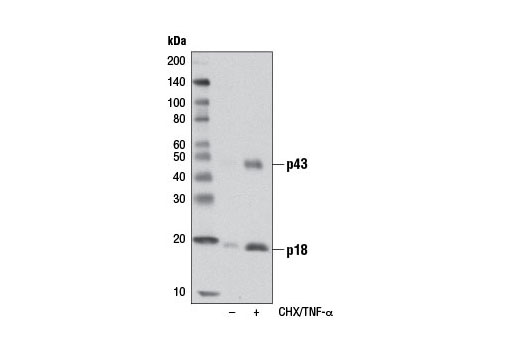 Western Blotting Image 2: Cleaved Caspase-8 (Asp387) (D5B2) XP® Rabbit mAb (Mouse Specific) (BSA and Azide Free)