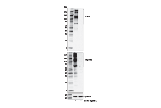  Image 19: Mouse Reactive M1 vs M2 Macrophage IHC Antibody Sampler Kit
