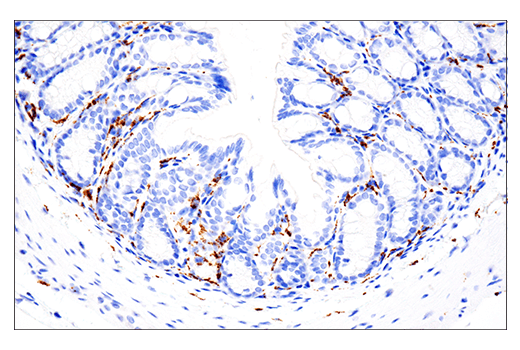 Immunohistochemistry Image 1: CD68 (E3O7V) Rabbit mAb