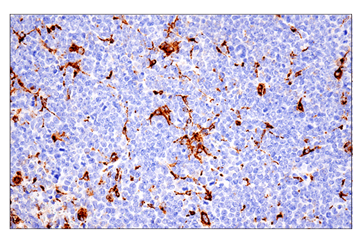 Immunohistochemistry Image 7: CD68 (E3O7V) Rabbit mAb