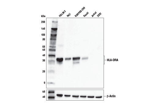  Image 15: Human Reactive M1 vs M2 Macrophage IHC Antibody Sampler Kit