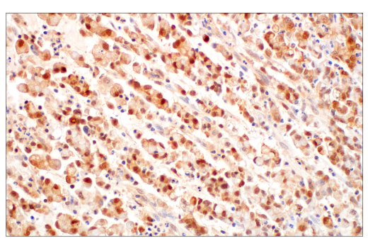 Immunohistochemistry Image 2: Caspase-1 (E4R8K) Rabbit mAb