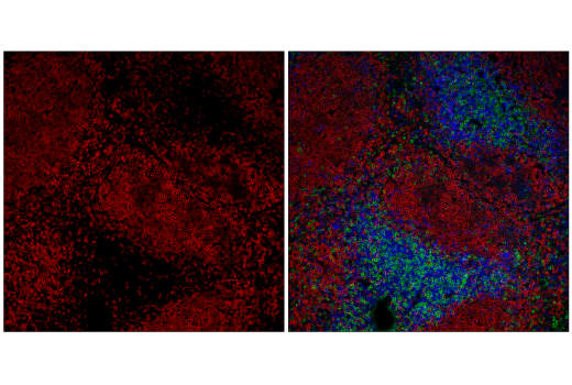 Immunofluorescence Image 1: CD45R/B220 (RA3-6B2) Rat mAb (APC Conjugate)