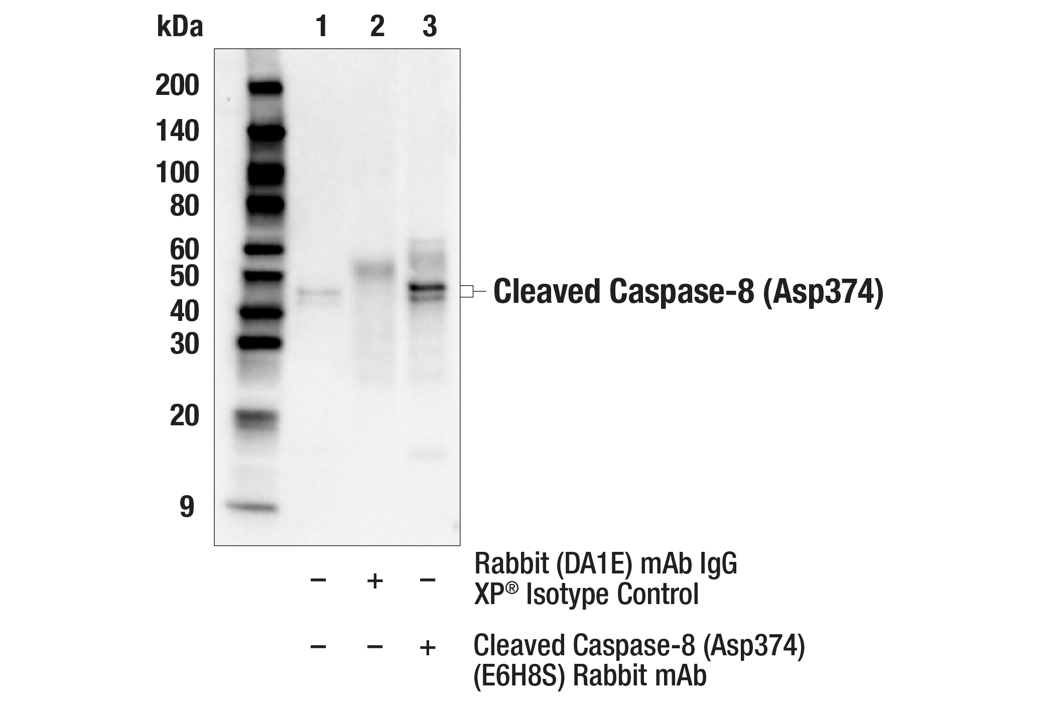Immunoprecipitation Image 1: Cleaved Caspase-8 (Asp374) (E6H8S) Rabbit mAb