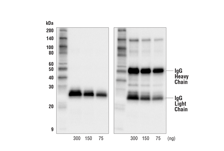Goat Anti-Rat IgG, Light-Chain Specific Antibody (HRP Conjugate